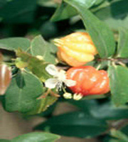 Cerisier de Cayenne