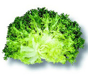 Chicorée frisée