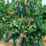 Vin du languedoc-Roussillon