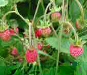 Fraises