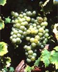 Vin des Côtes de Duras