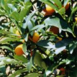 Kumquat