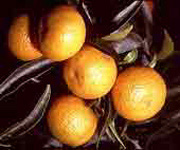 Mandarine