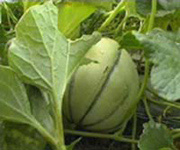 Melon