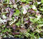 Mesclun