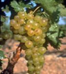 Vin du Roussillon