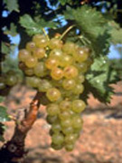 Vin du Roussillon