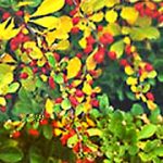 Berberis