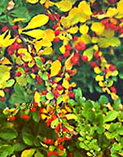 Berberis