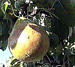 Poire