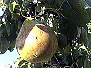 Poire