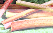 Rhubarbe