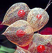 Physalis