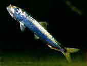 Sardine