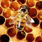 Apiculture