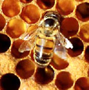 Apiculture