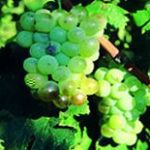 Vin des Côtes de provence en AOC