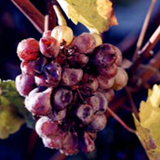 Vin de Vouvray