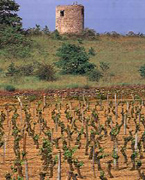 Vin de Chinon