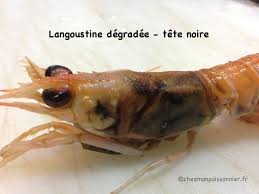 langoustine degradee