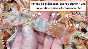 langoustine 1