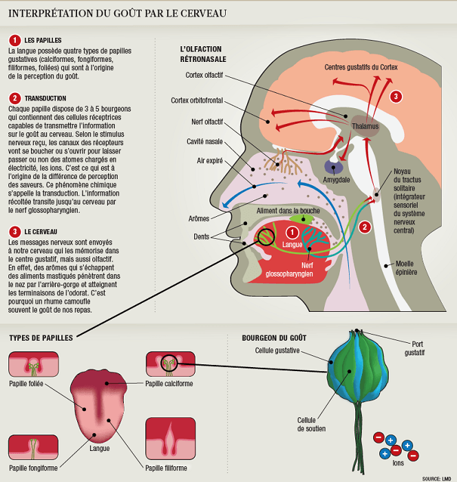 le gout interprété par le cerveau