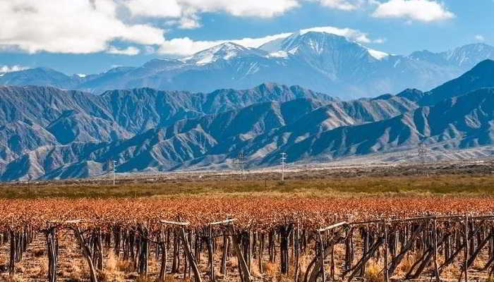 Production de vins en Argentine