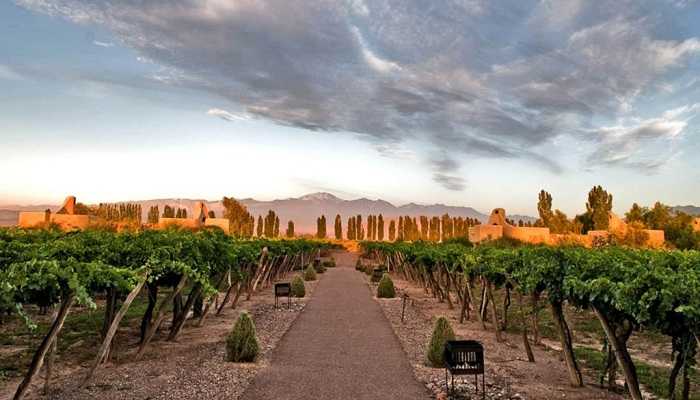 Vignoble argentin