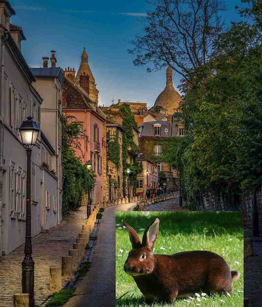 Lapin Rex du Poitou à Montmartre - Paris