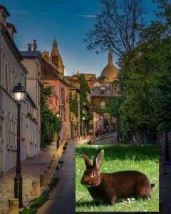 Lapin Rex du Poitou à Montmartre - Paris