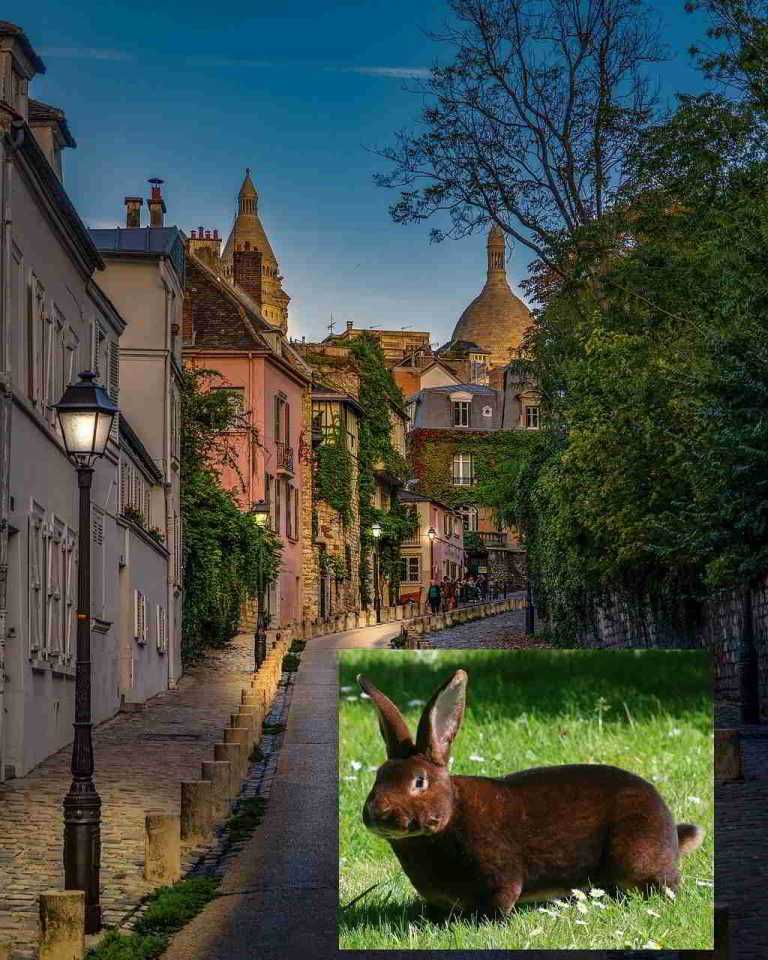 Lapin Rex du Poitou à Montmartre - Paris