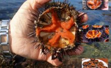 Recette Oursinade, sauce pour poissons