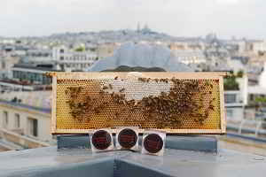 Cadre ruche et bonbons au miel des toits de Paris