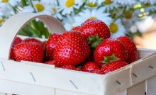 Recette Cristalline de fruits rouges et noirs au jus de fraises
