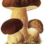 Cèpe de Bordeaux (Boletus edulis)