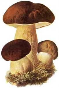 Cèpe de Bordeaux (Boletus edulis)