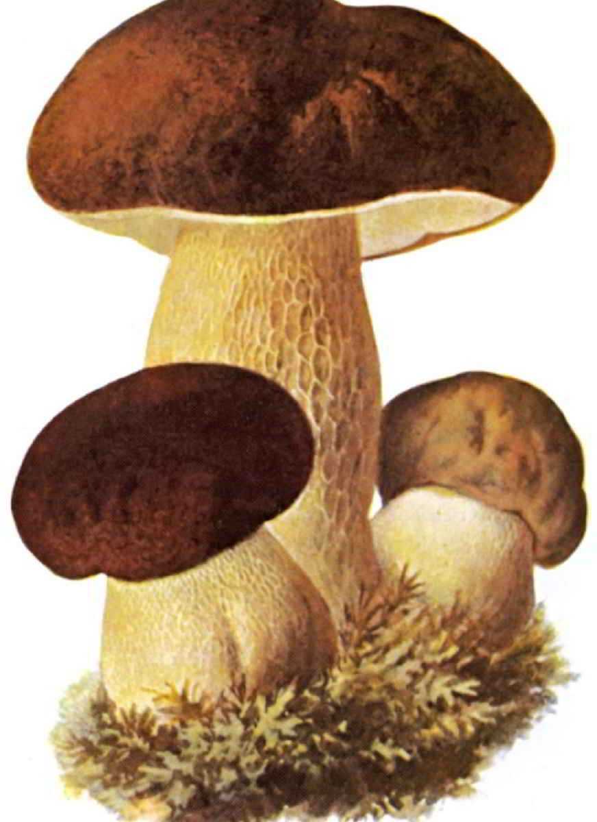 Cèpe de Bordeaux (Boletus edulis)