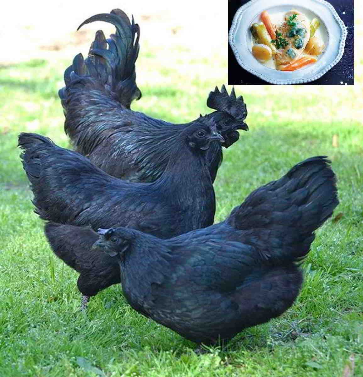 Recette Poularde noire en demi-deuil