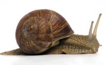 Escargot de Bourgogne