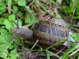 Escargot petit gris