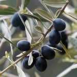 Recette Confiture d'olives noires