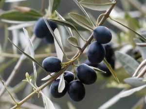 Recette Confiture d'olives noires