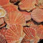 Carpaccio de coquilles Saint-Jacques et scarlett cress